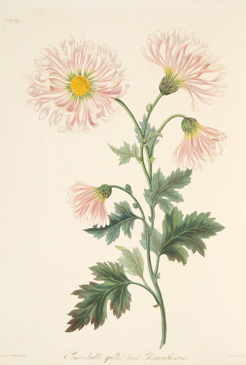 セミダブルクイルピンクの菊、季節の花のイラスト、パブ。1829 作： マーガレット・ロスコー
