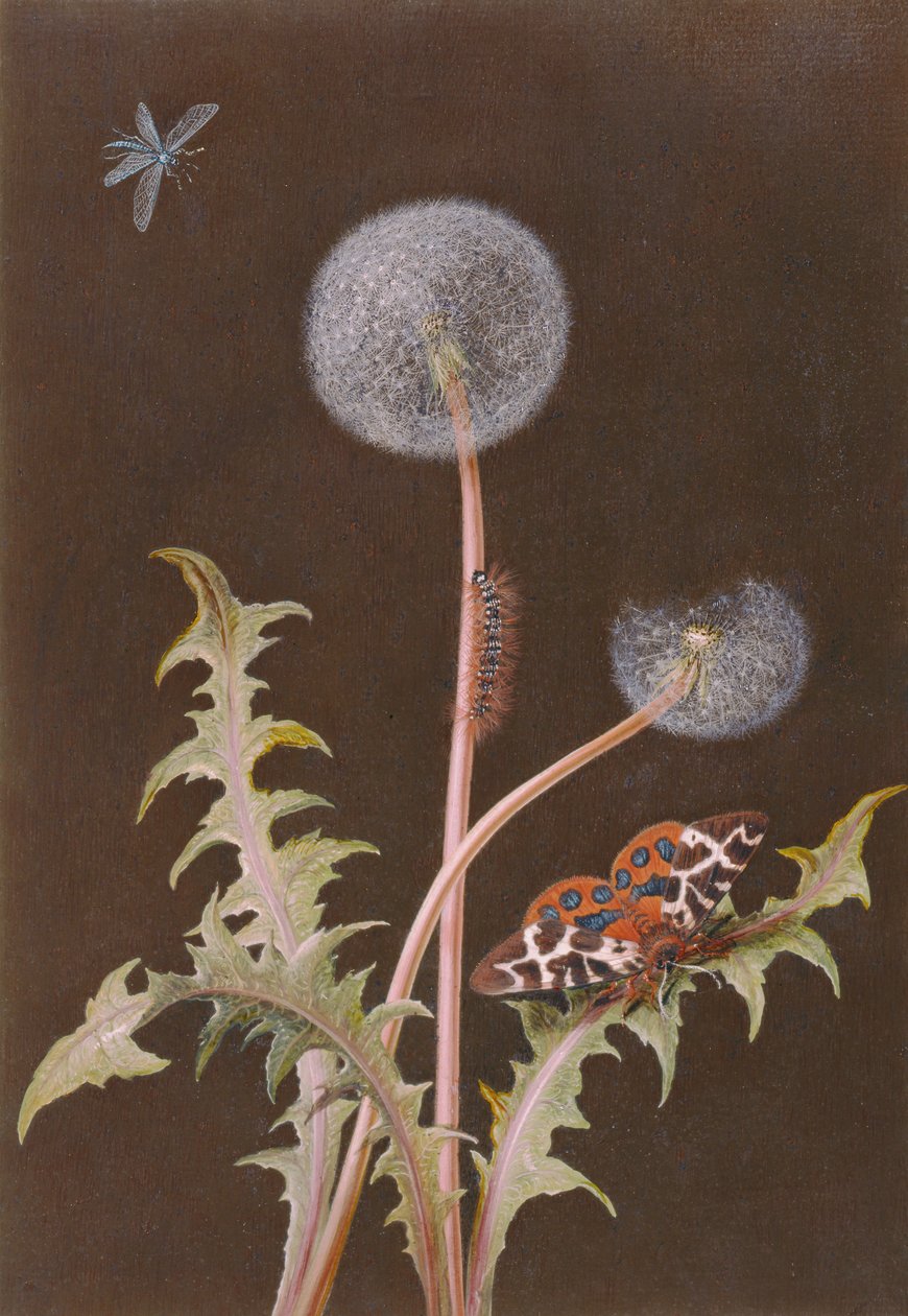 PD.380-1973タンポポ（Taraxacum officinale）と昆虫（カードにトイレとガッシュ） 作： マルガレタ・バーバラ・ディーツシュ