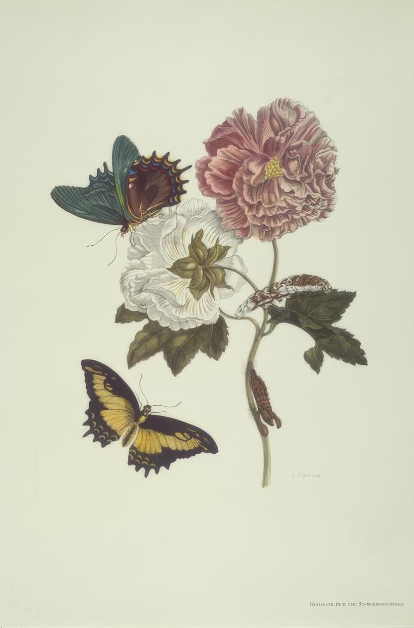 MSMerian、Hibiscus、Schwalbenschw。 作： マリア・シビラ・メリアン