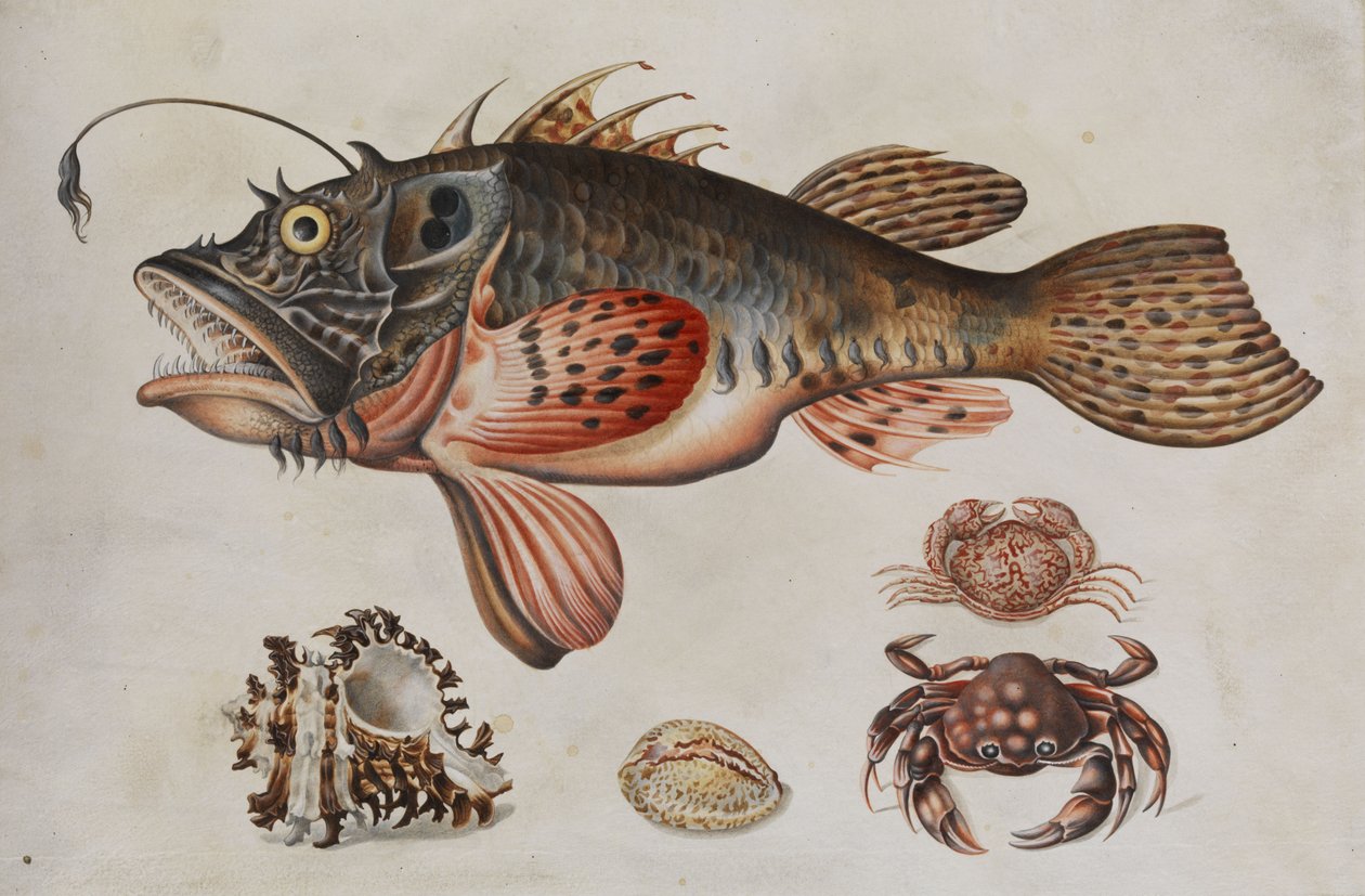 深海の魚、カニ、カタツムリ。 作： マリア・シビラ・メリアン