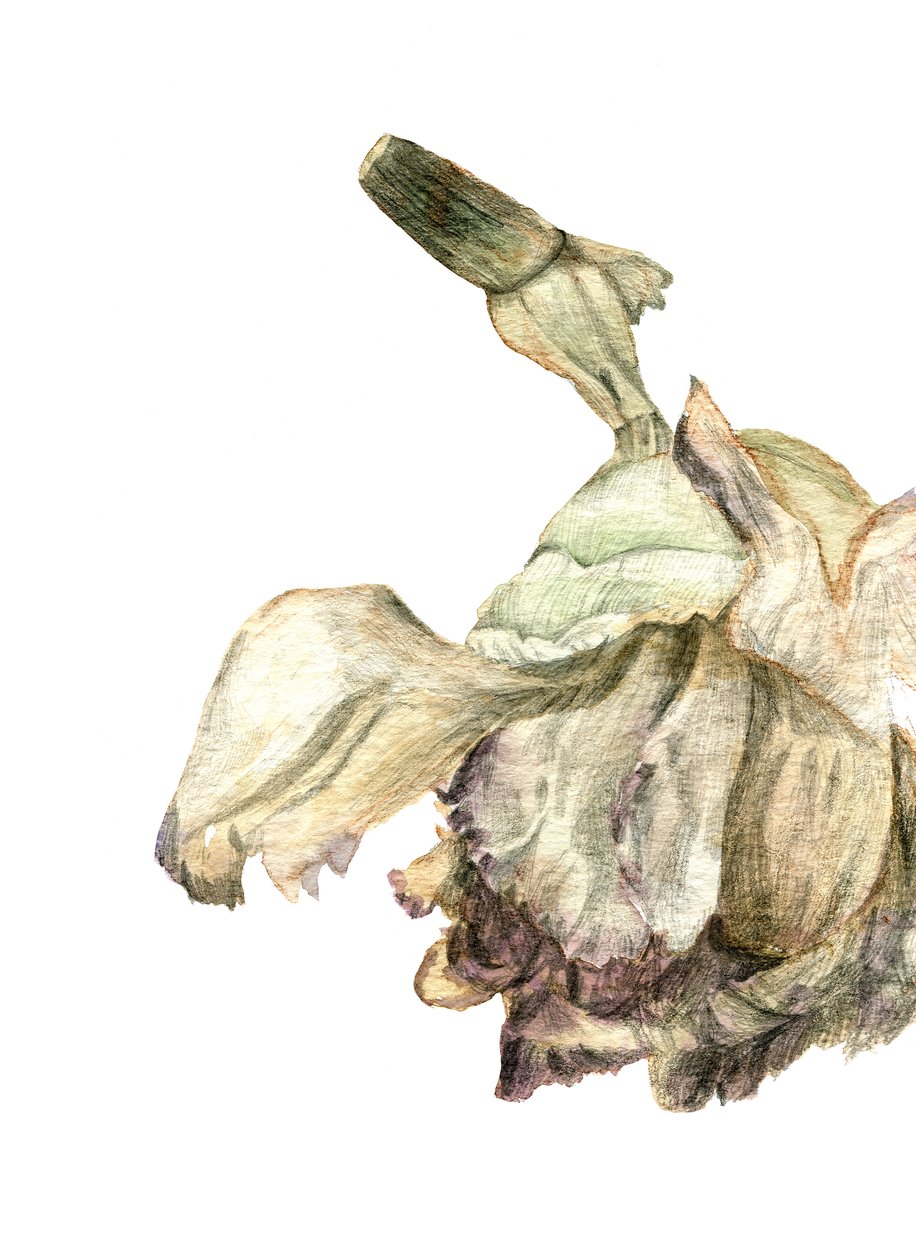 カーネーションの花、2018 作： マリア・バセア