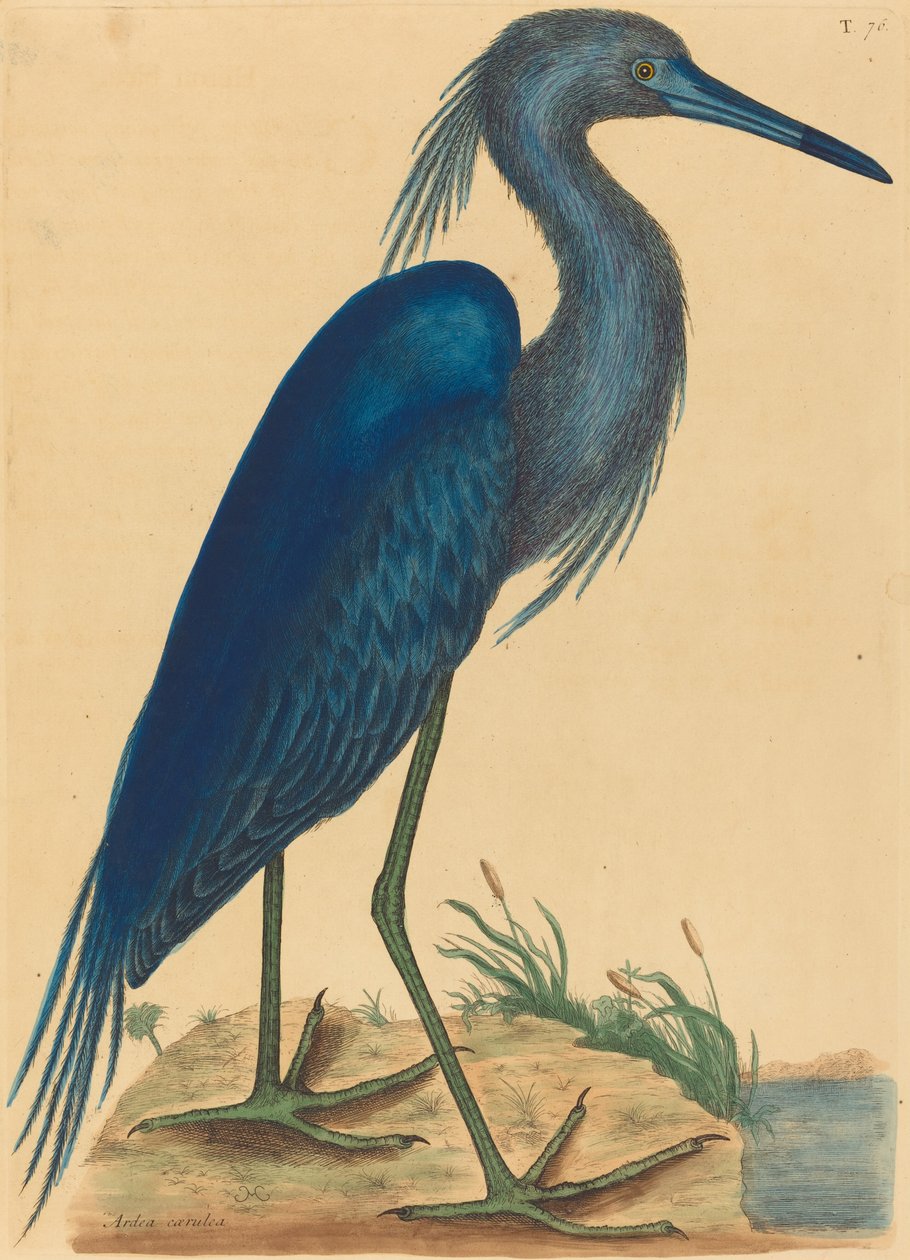 アオサギ (Ardea coerulea) 作： マーク・ケイツビー