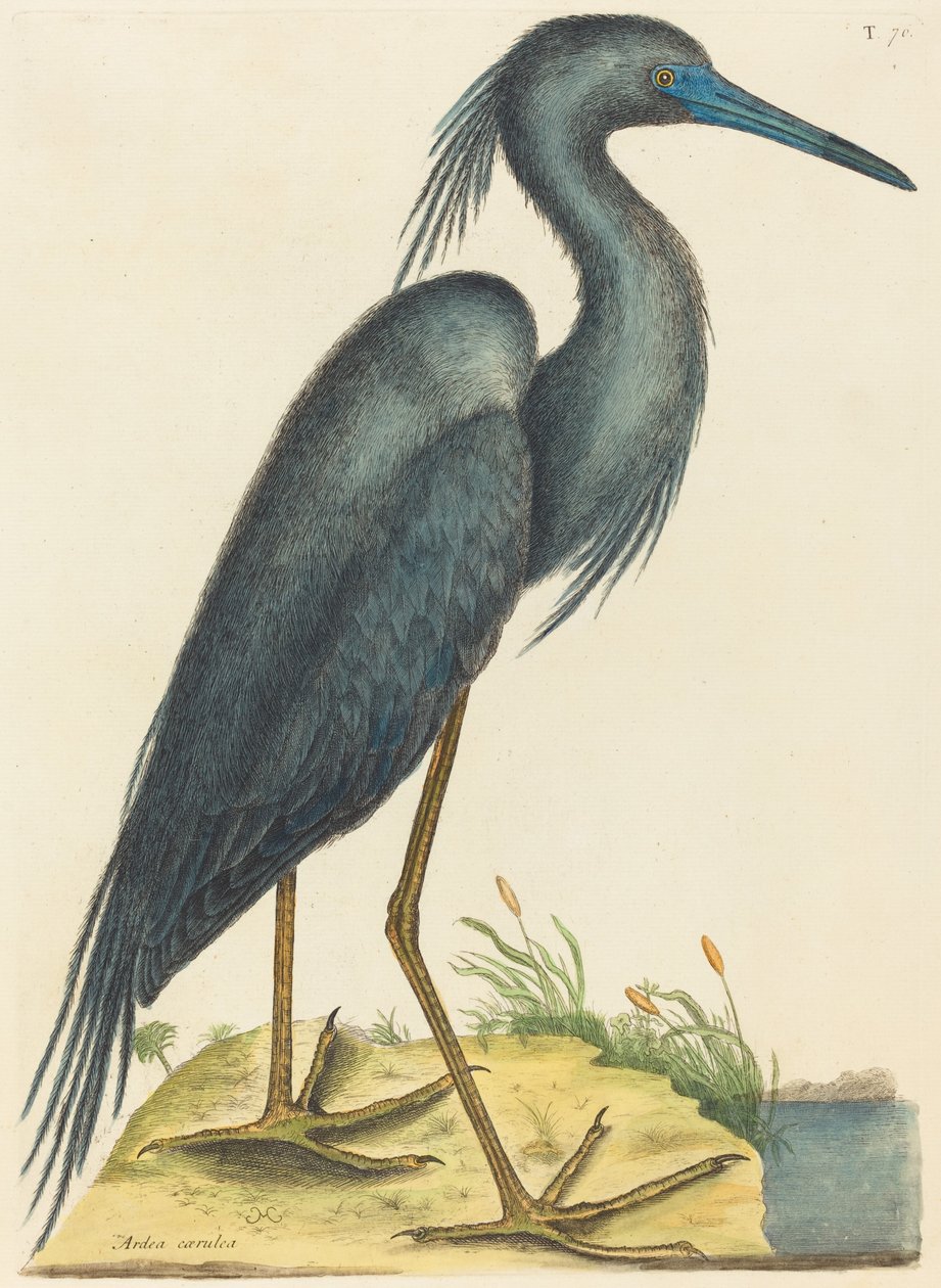 アオサギArdea coerulea、1731年から1743年に出版された。 作： マーク・ケイツビー
