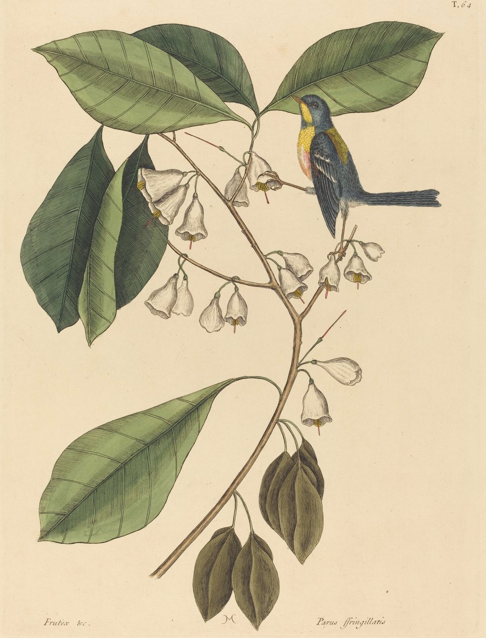 1731年から1743年に出版されたフィンチ・クリーパーParus americanus。 作： マーク・ケイツビー