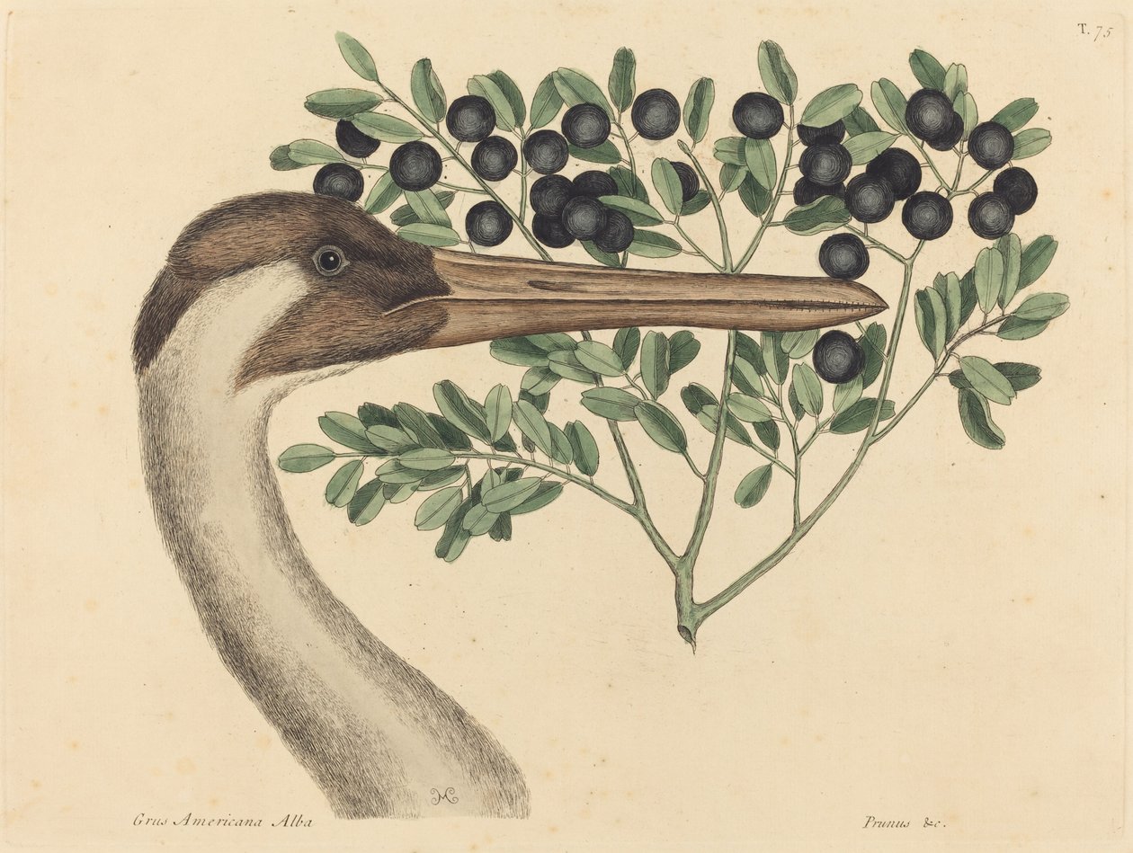 フーピング クレーン (Ardea Americana) 作： マーク・ケイツビー