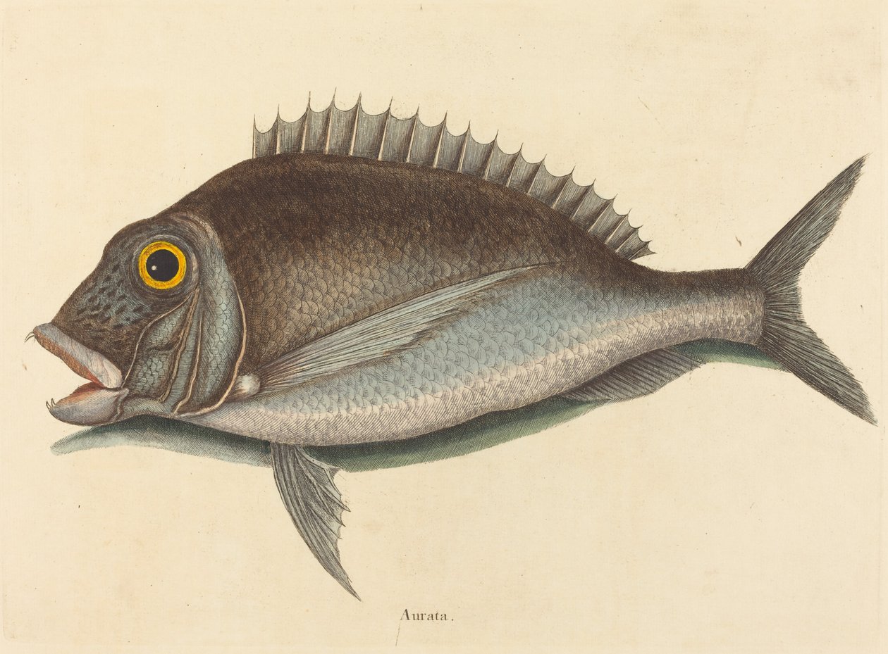 1754年に出版された「ポチ Sparus chrysops」。 作： マーク・ケイツビー