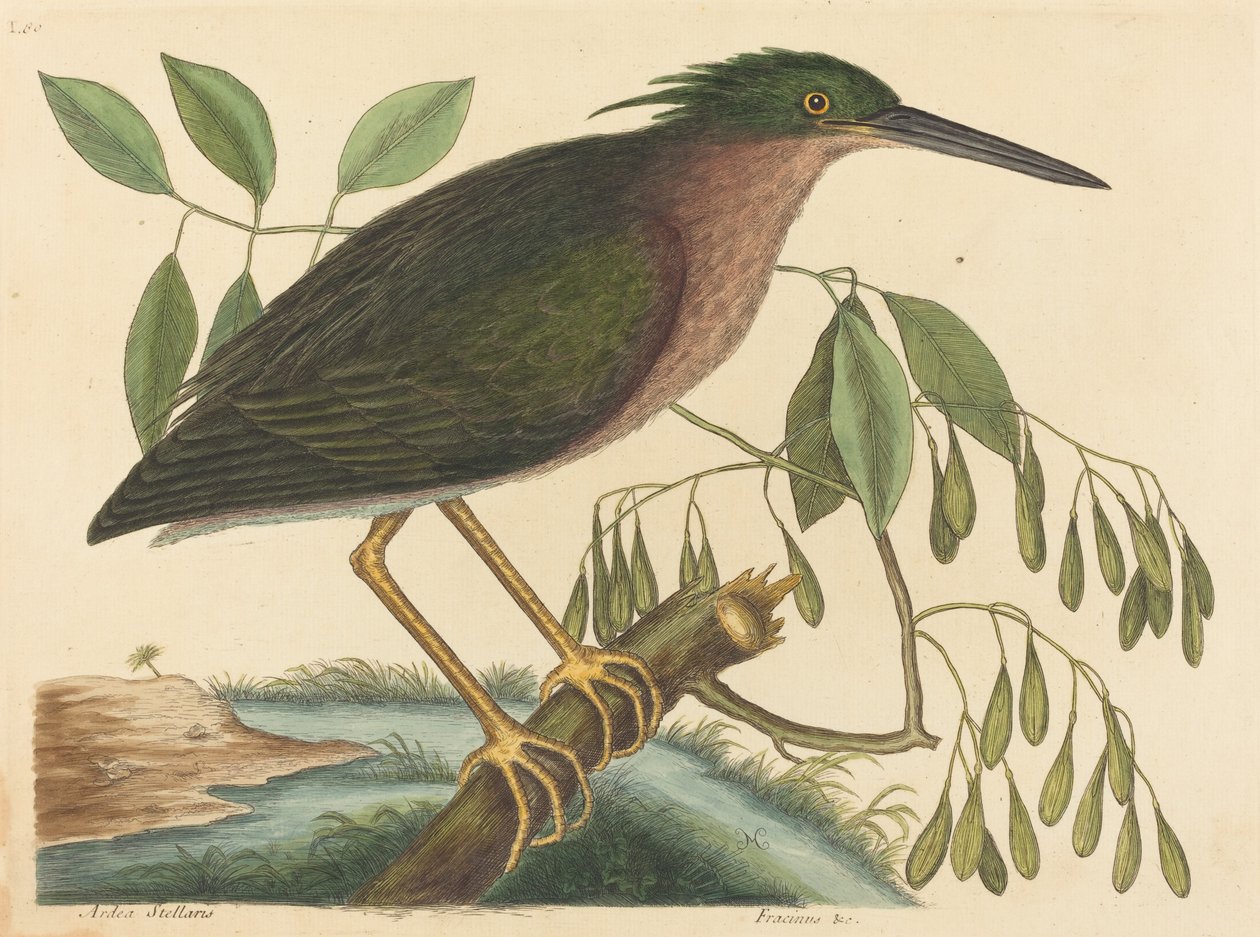 1754年に出版された「スモール・ビトルン Ardea virescens」。 作： マーク・ケイツビー