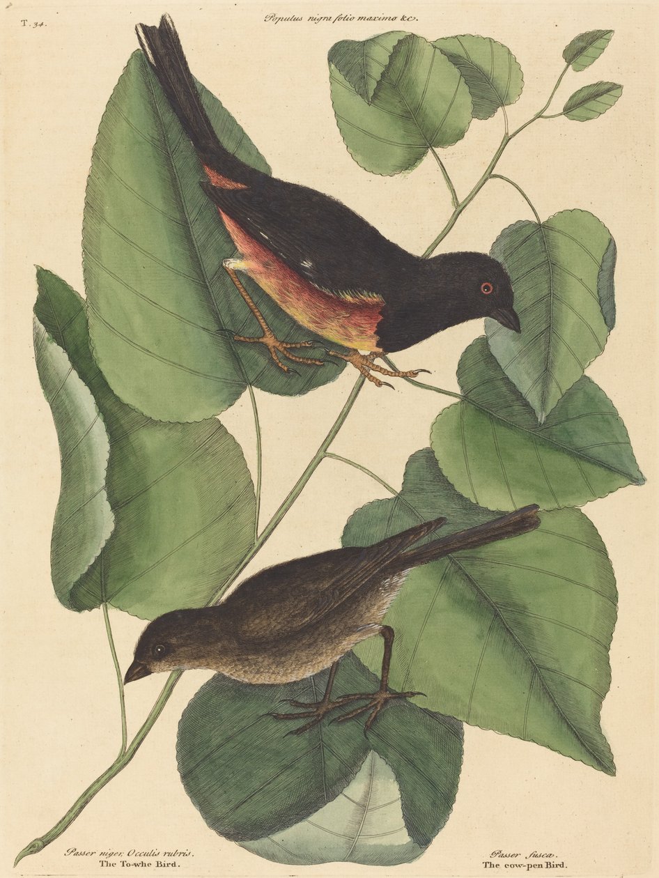 トウェ鳥 (Fringilla erythrophthalma) 作： マーク・ケイツビー