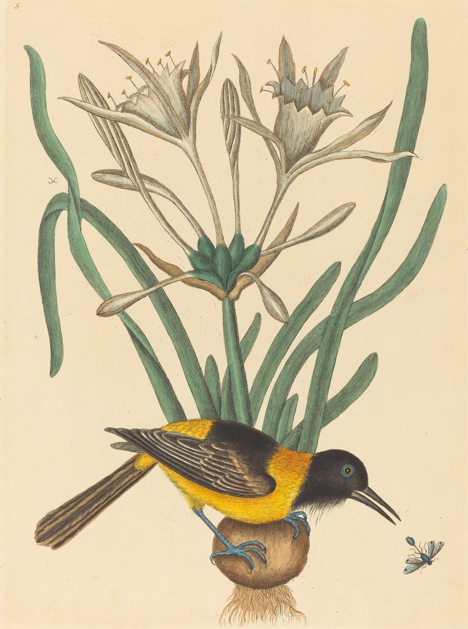 黄色と黒のパイ (Oriolus Icterus) 作： マーク・ケイツビー