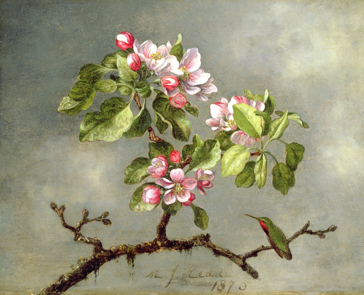 リンゴの花とハチドリ、1875 作： マーティン・ジョンソン・ヘッド