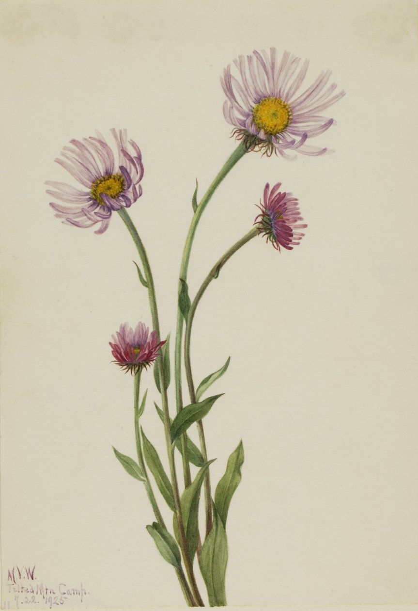 Alaskan fleabane Erigeron salsuginosus, 1925. 作： メアリーヴォーウォルコット