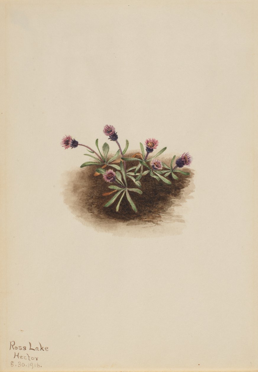 Alpine Fleabane Erigeron unalaschcensis, 1916. 作： メアリーヴォーウォルコット