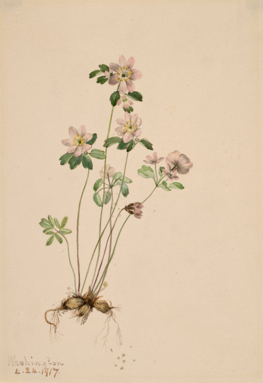 Anemonella Syndesmon thalictroides, 1917. 作： メアリーヴォーウォルコット