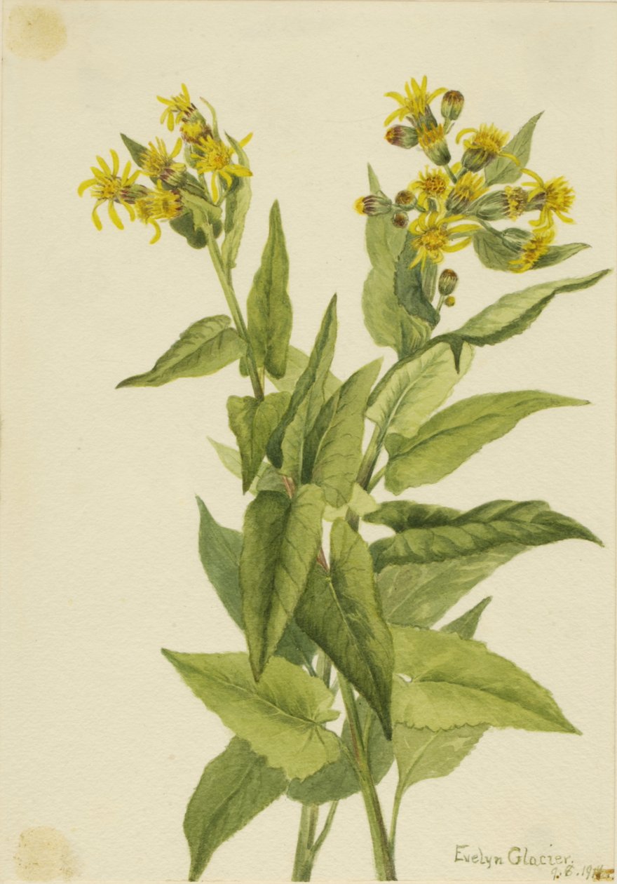 Arrowleaf Groundsel Senecia triangularis, 1916. 作： メアリーヴォーウォルコット