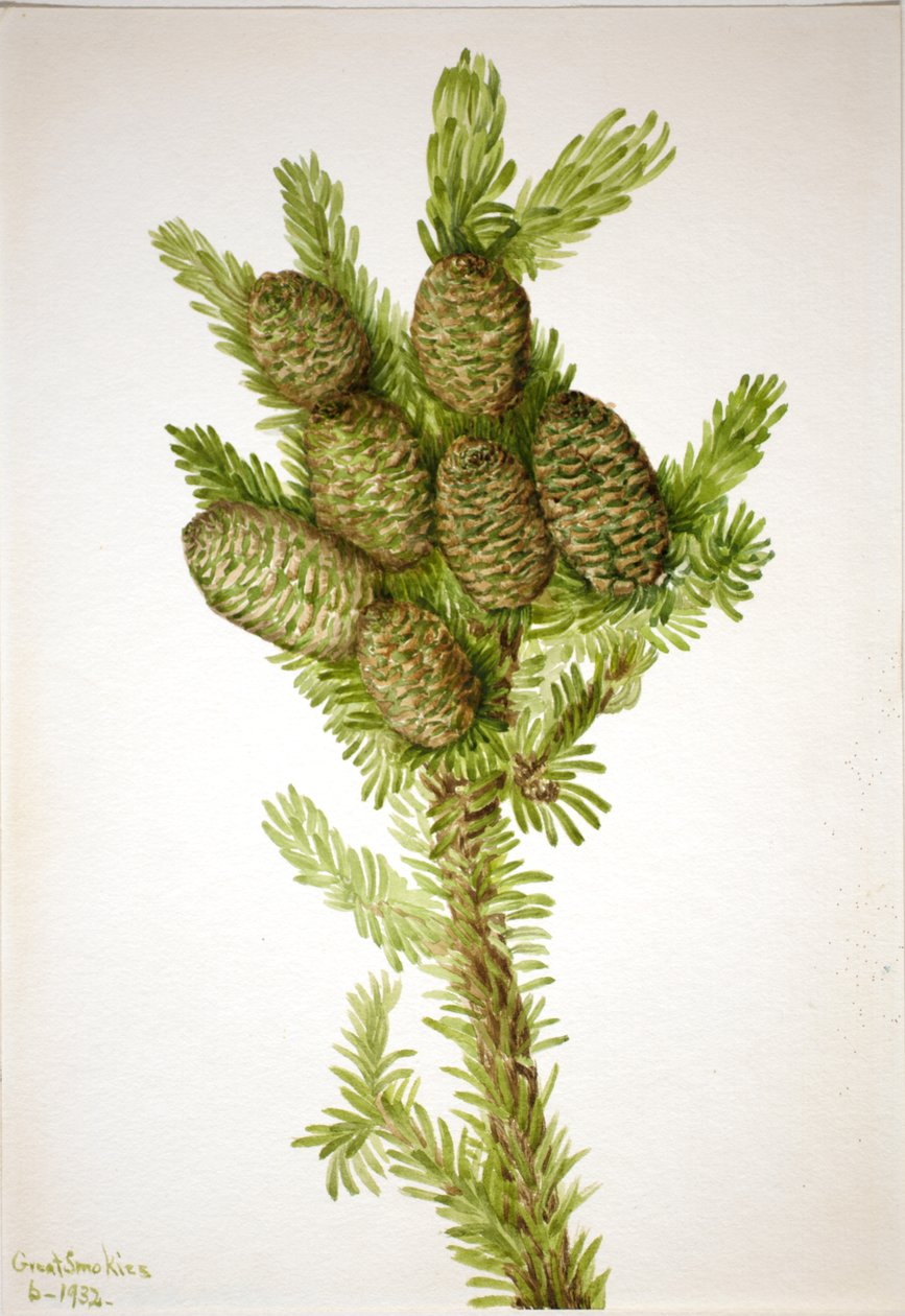 Balsam Fir Albies fraseri, 1932. 作： メアリーヴォーウォルコット