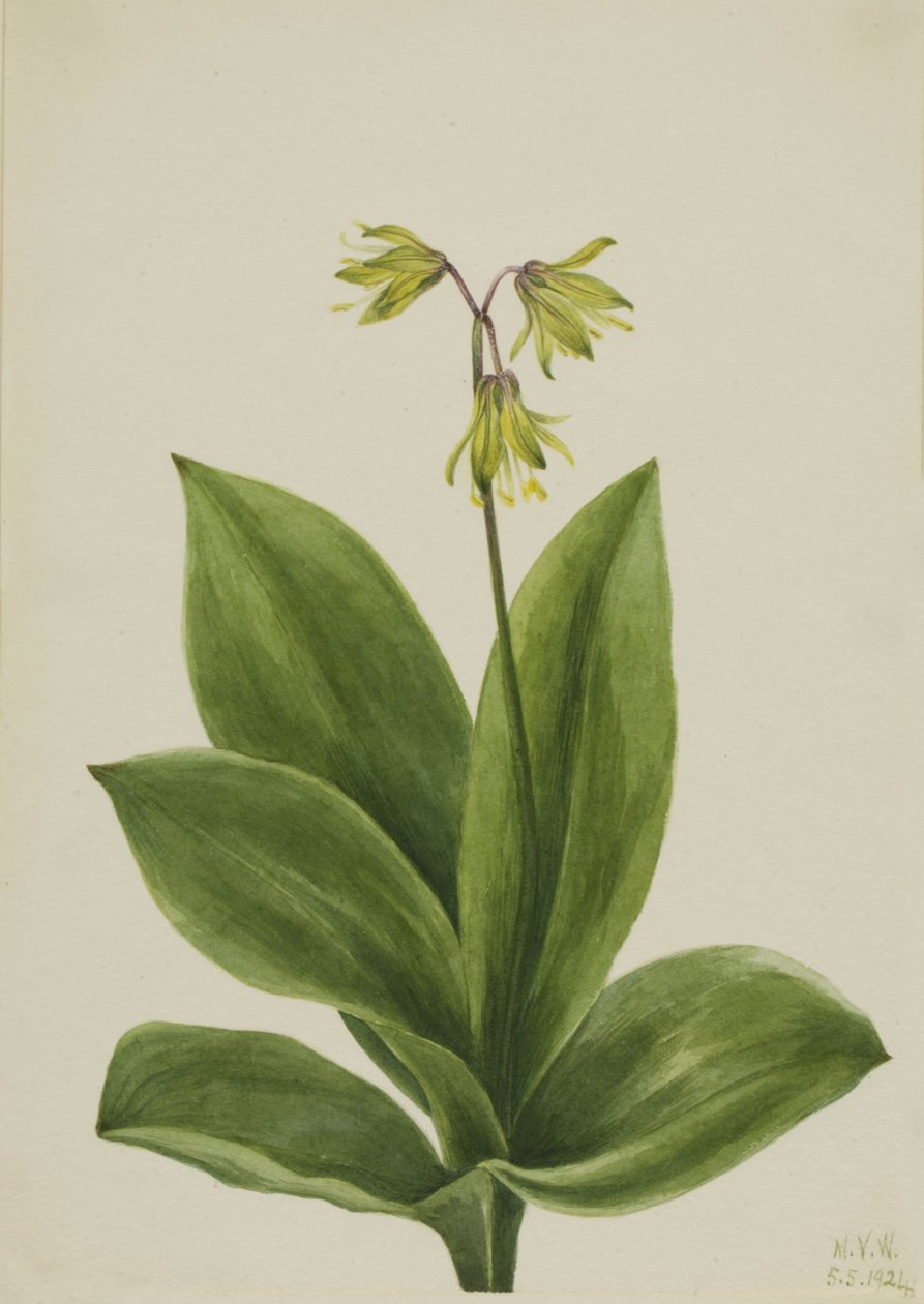 Blue Bead Clintonia borealis, 1924. 作： メアリーヴォーウォルコット