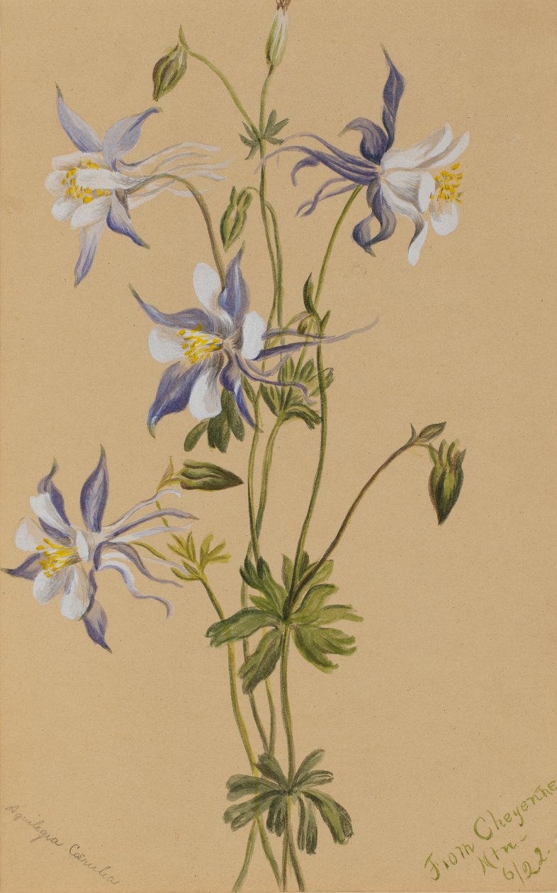 ブルーコロンバイン Aquilegia caerulea, 1922. 作： メアリーヴォーウォルコット