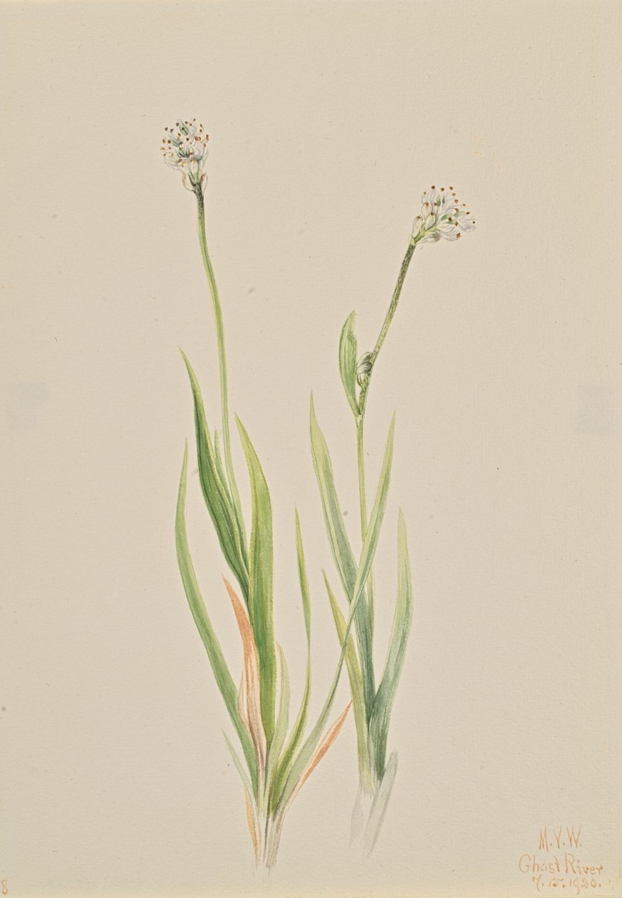 Bog-Asphodel Tofieldia intermedia, 1920. 作： メアリーヴォーウォルコット