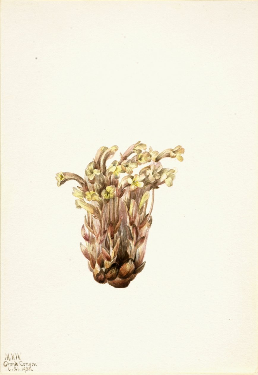 broomrape Orobanche fasciculata, 1933. 作： メアリーヴォーウォルコット