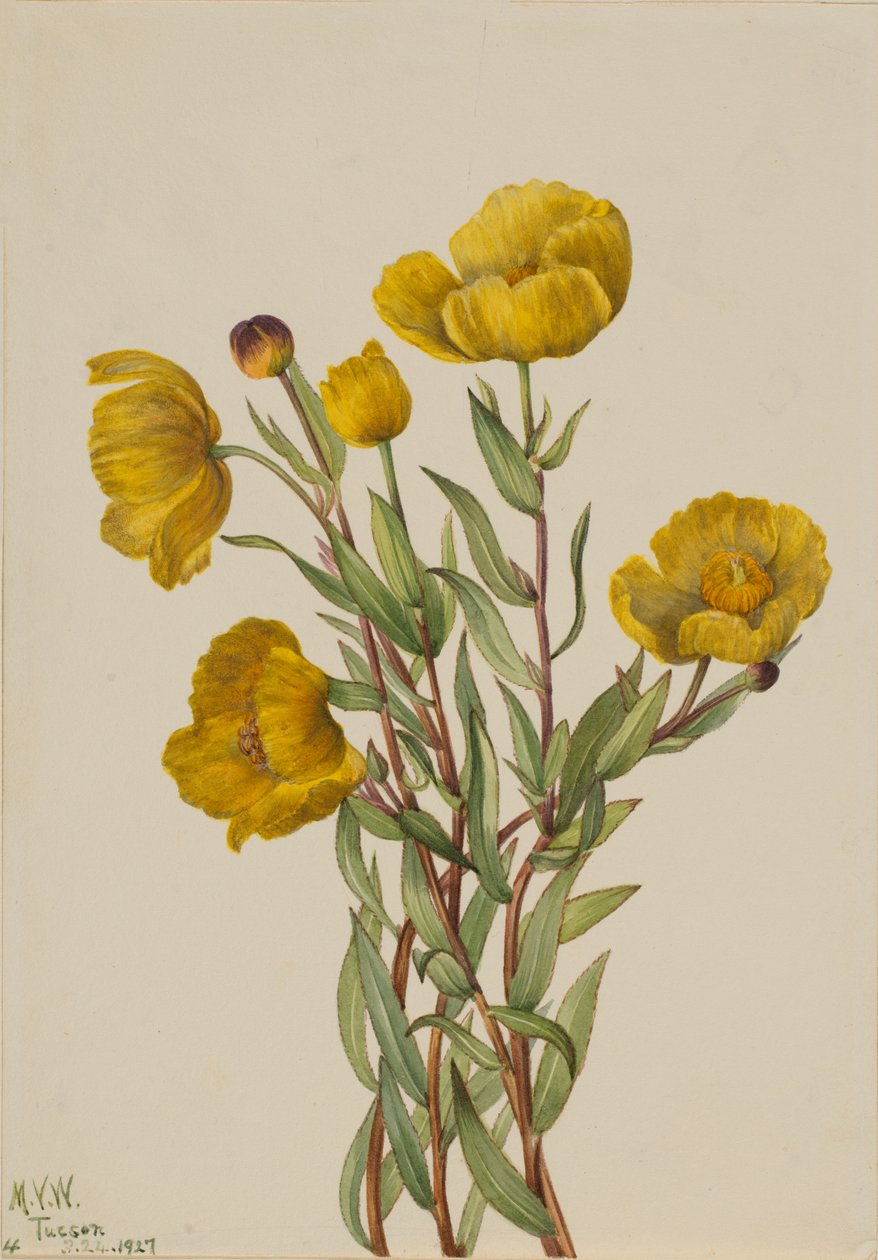 ブッシュポピー Dendromecon rigidum, 1927. 作： メアリーヴォーウォルコット