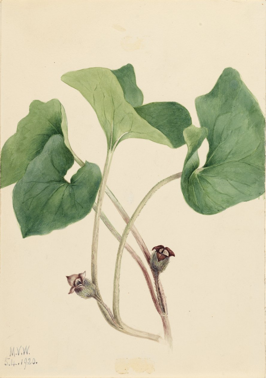 カナダ・ワイルド・ジンジャー (Asarum canadense) 作： メアリーヴォーウォルコット