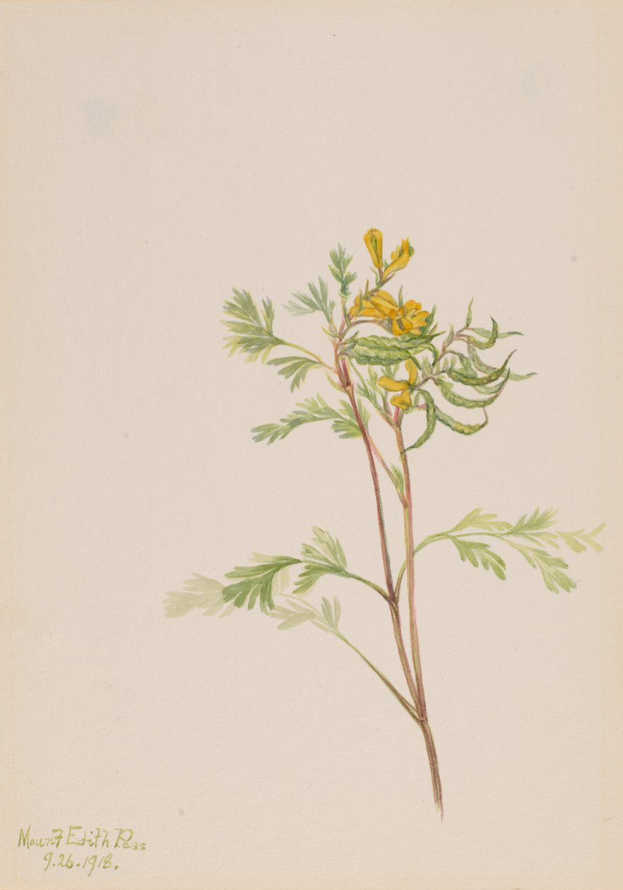 Capnoides aureum, 1918. 作： メアリーヴォーウォルコット