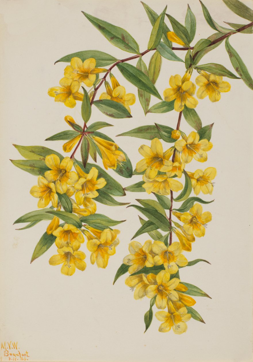 Carolina Jessamine Gelsemium sempervirens, 1926. 作： メアリーヴォーウォルコット