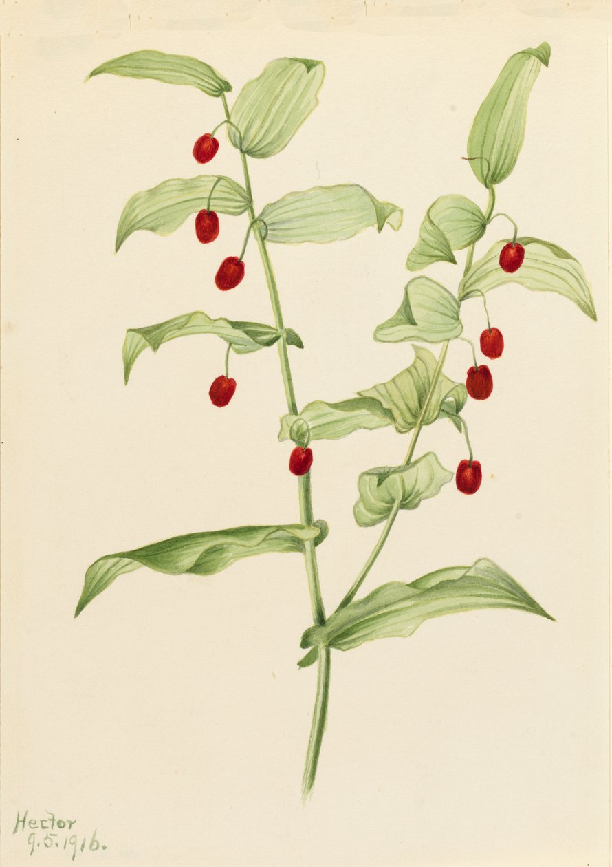 Clasping Twisted Stalk Streptopus amplexifolius, 1916. 作： メアリーヴォーウォルコット