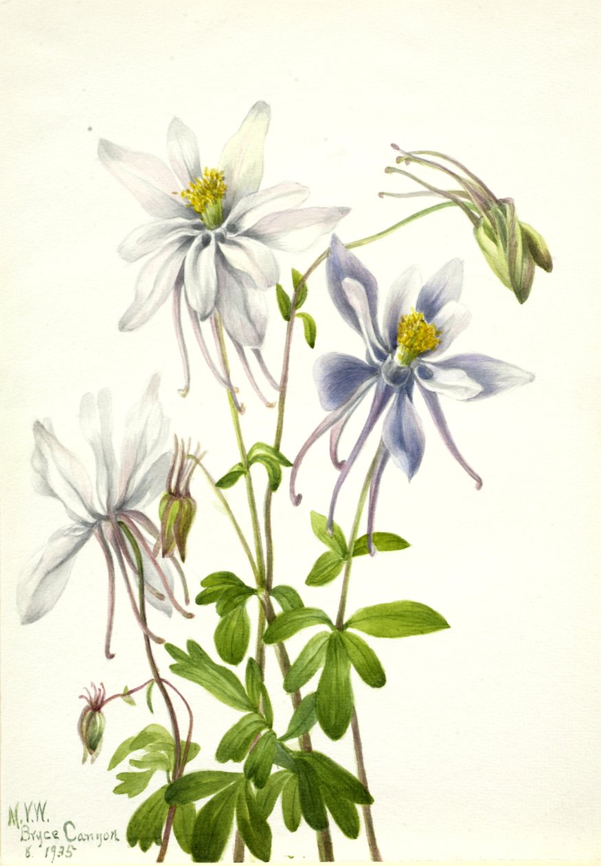 コロンバイン Aquilegia ecalcarata, 1935. 作： メアリーヴォーウォルコット