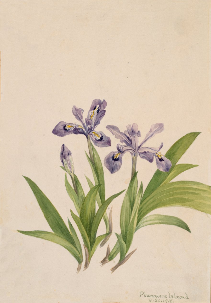 Crested Iris Iris cristata, 1918. 作： メアリーヴォーウォルコット