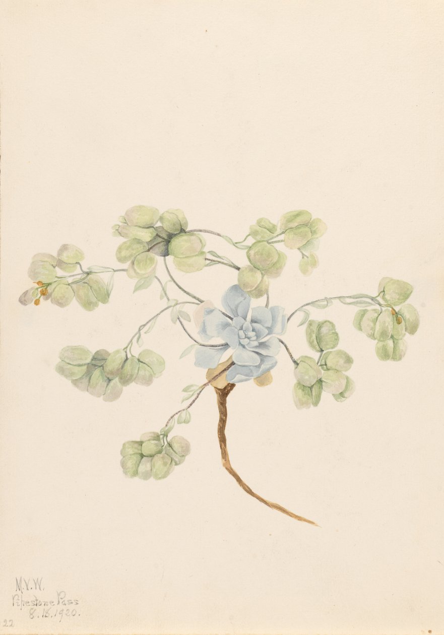 ダブル・ブラダーポッド（Physaria didymocarpa） 作： メアリーヴォーウォルコット