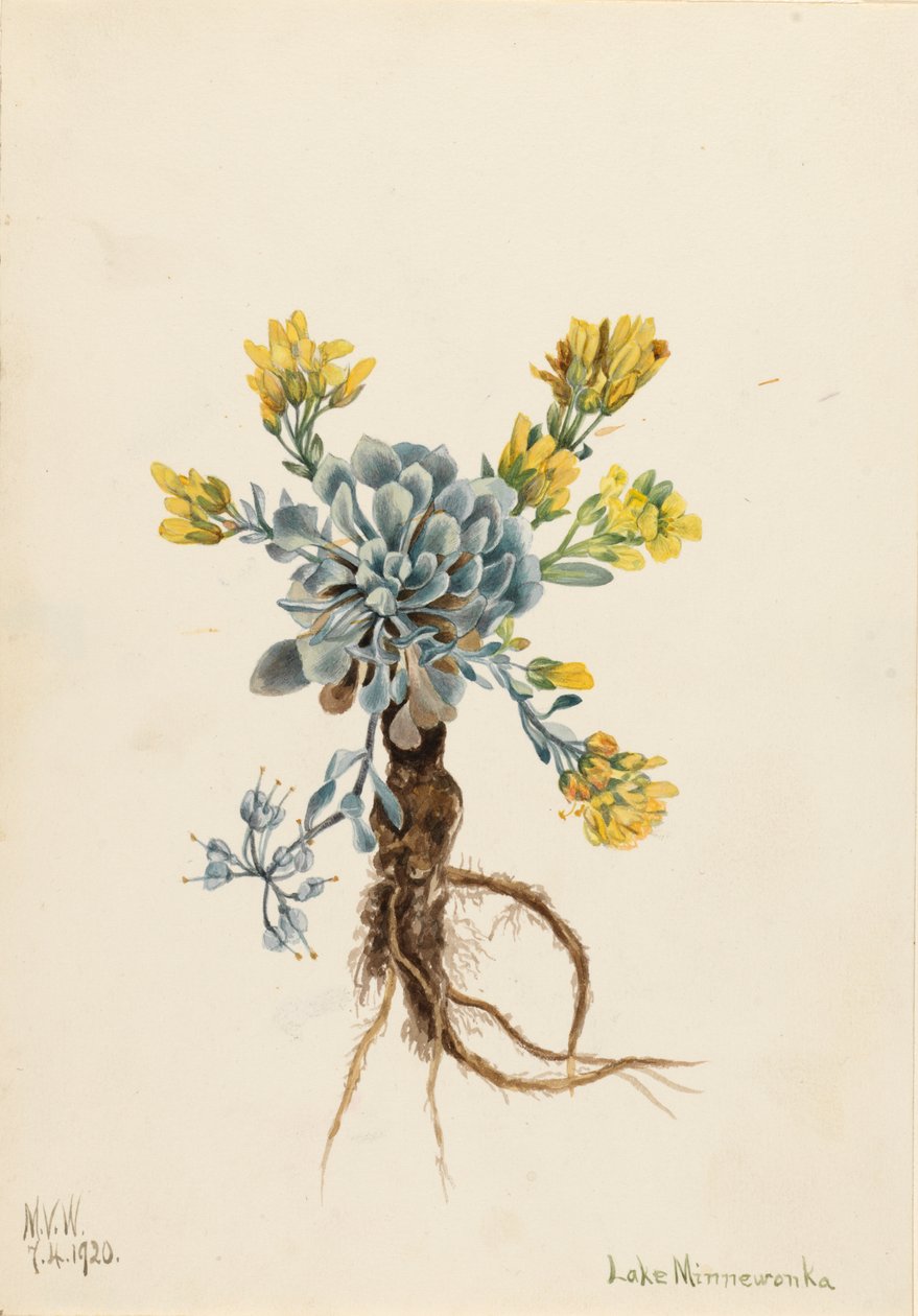 Double Bladderpod Physaria didymocarpa, 1920. 作： メアリーヴォーウォルコット
