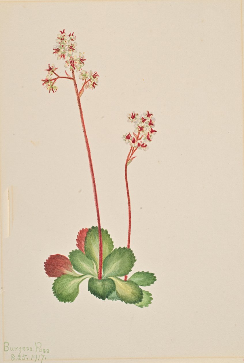 Evergreen Saxifrage Leptarrhena pyrolifolia, 1917. 作： メアリーヴォーウォルコット