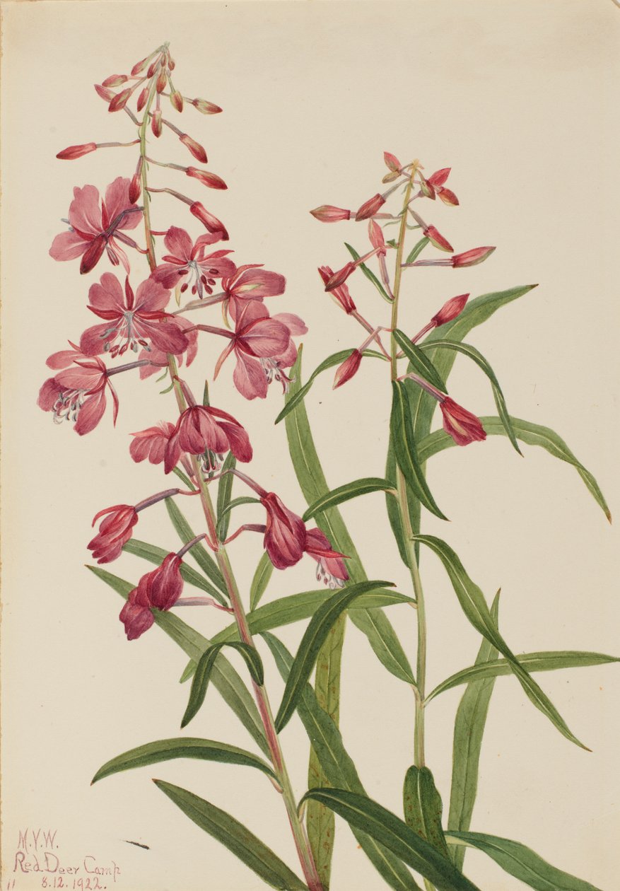 Fireweed Epilobium angustifolium, 1922. 作： メアリーヴォーウォルコット