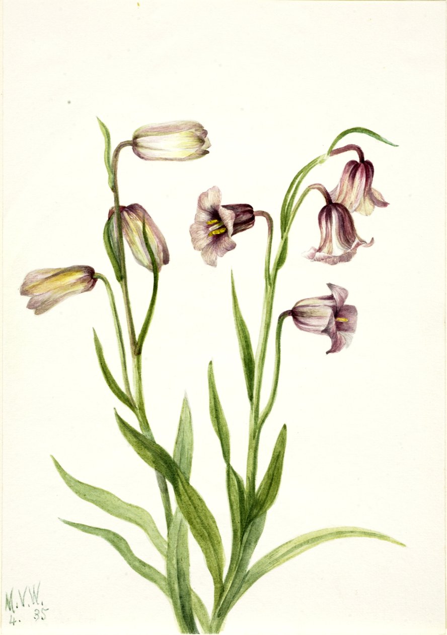 Fritillillary Fritillaria biflora, 1935. 作： メアリーヴォーウォルコット