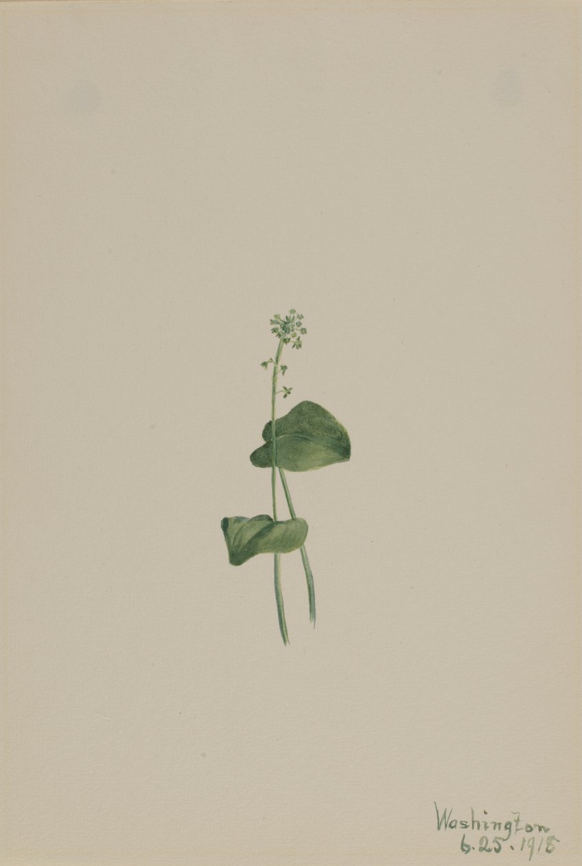 グリーンアダーズマウス Malaxis unifolia, 1918. 作： メアリーヴォーウォルコット