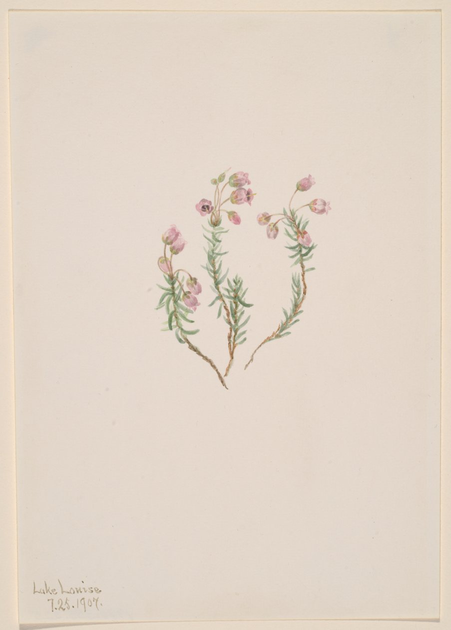 Heather Phyllodoce intermedia, 1907. 作： メアリーヴォーウォルコット