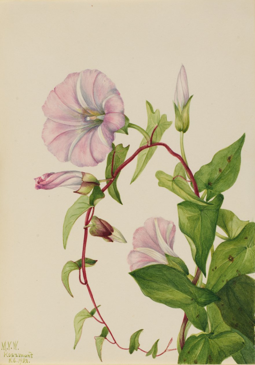 Hedge Bindweed Calystegia Convolvulus sepium, 1932. 作： メアリーヴォーウォルコット