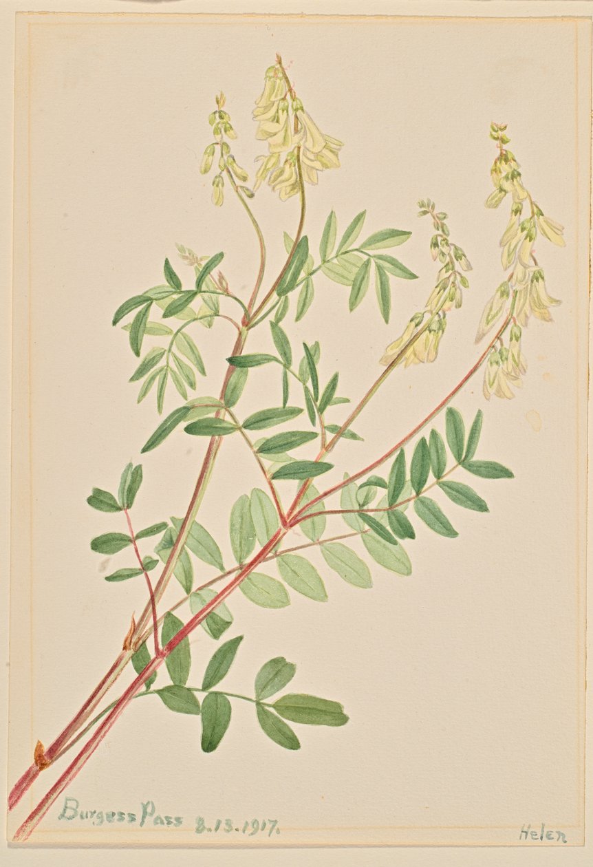 Hedysarum Hedysarum sulphurescens、1917年。 作： メアリーヴォーウォルコット