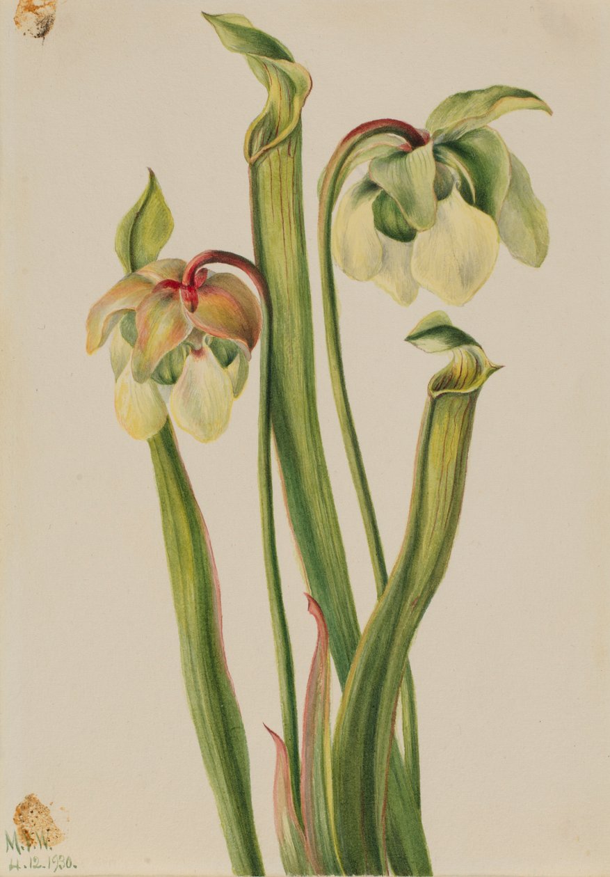 ハイブリッドピッチャープランツ (Sarracenia minor) 作： メアリーヴォーウォルコット