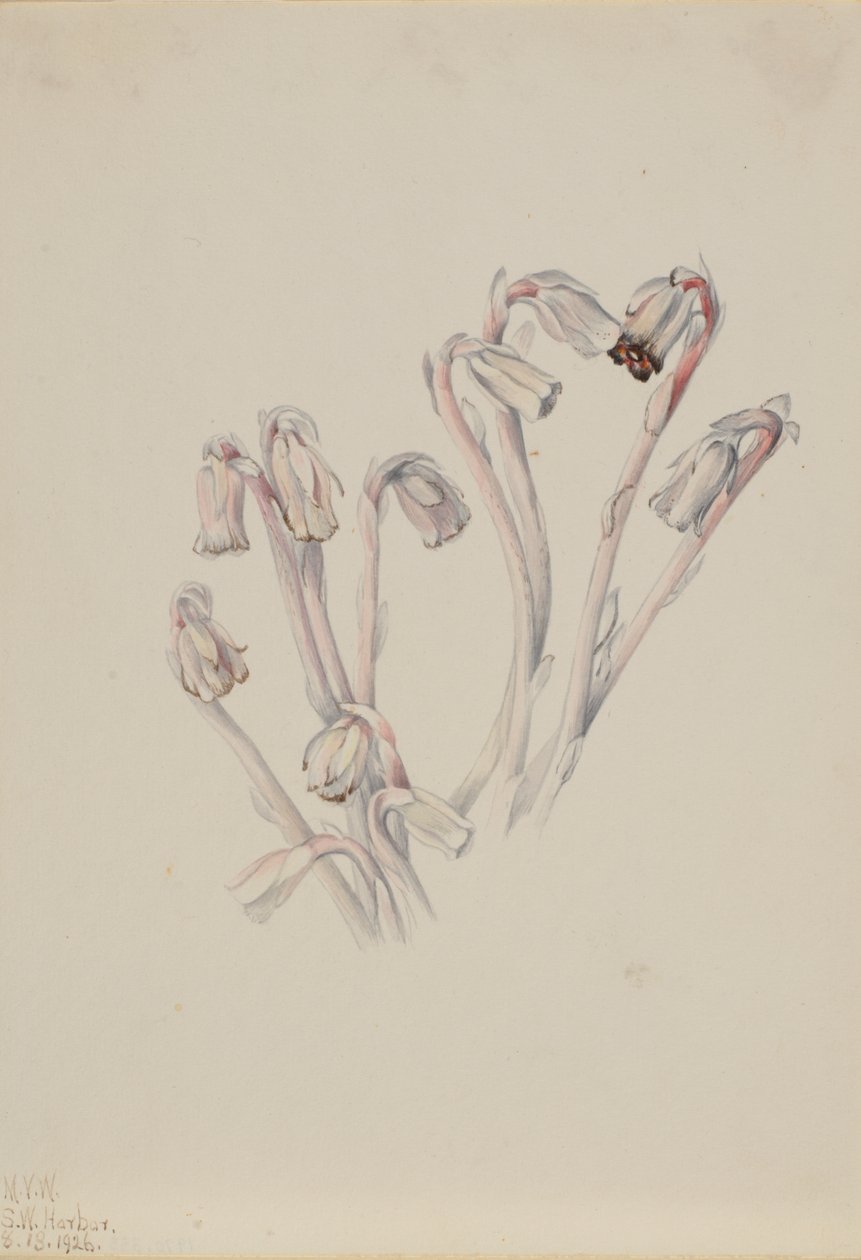 インディアンパイプ Monotropa uniflora, 1926. 作： メアリーヴォーウォルコット