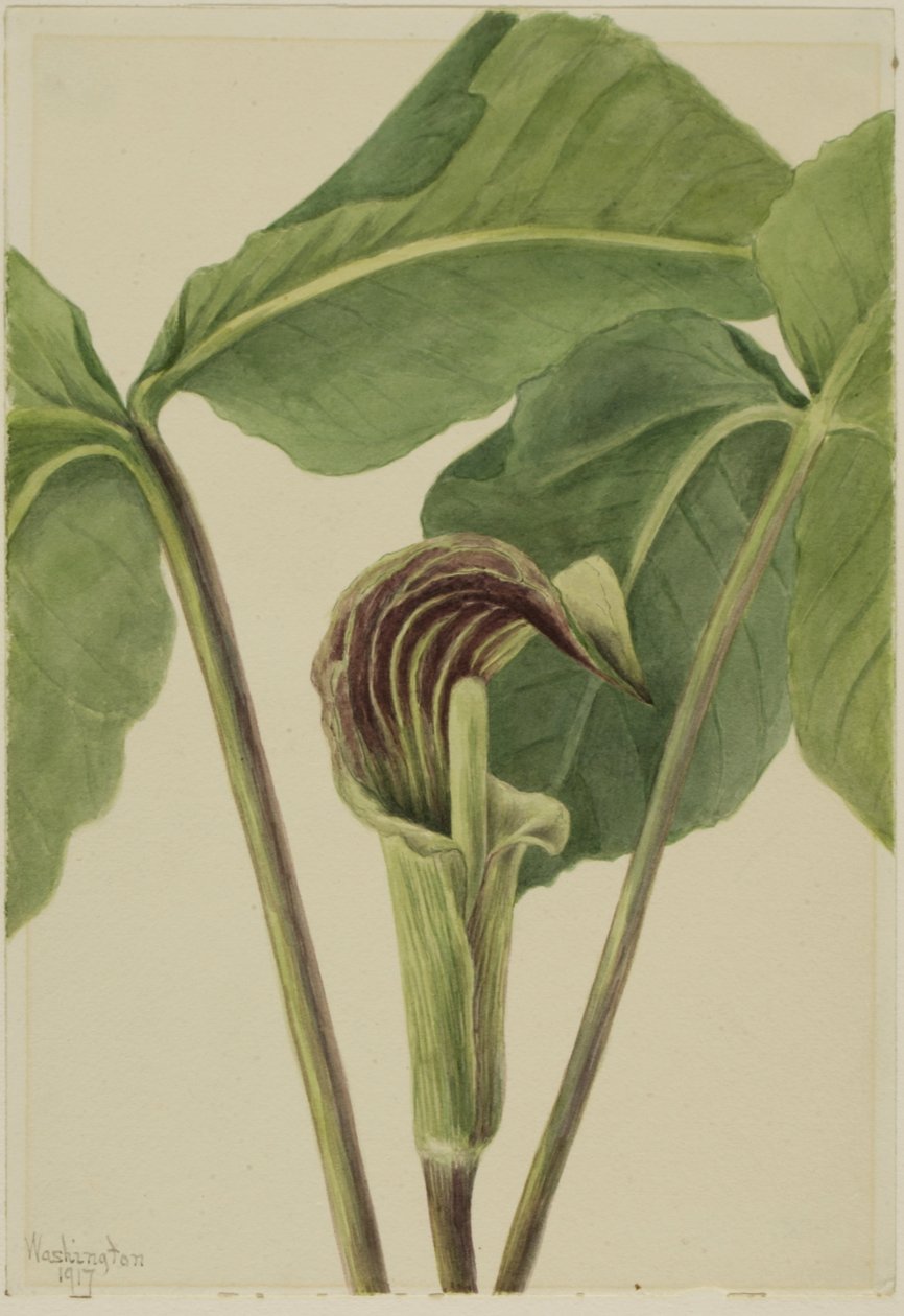Jack-in-the-pulpit Arisaema triphyllum, 1917. 作： メアリーヴォーウォルコット