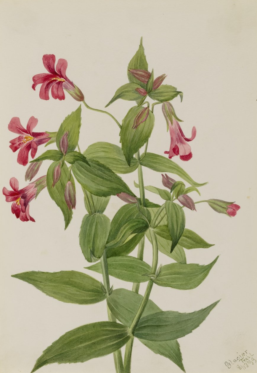 ルイス・モンキー・フラワー（Mimulus lewisii） 作： メアリーヴォーウォルコット