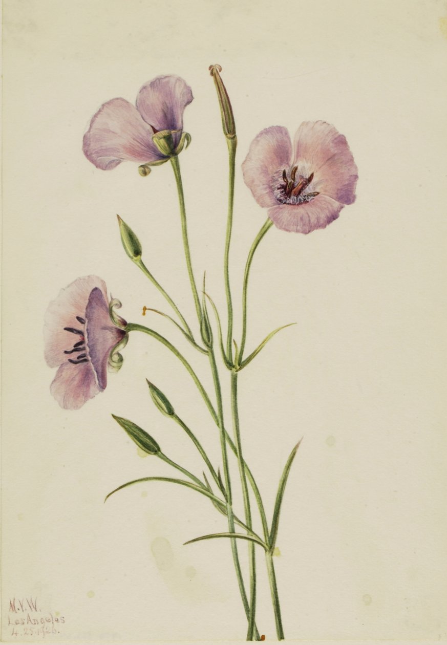 Lilac Mariposa Calochortus splendens, 1926. 作： メアリーヴォーウォルコット