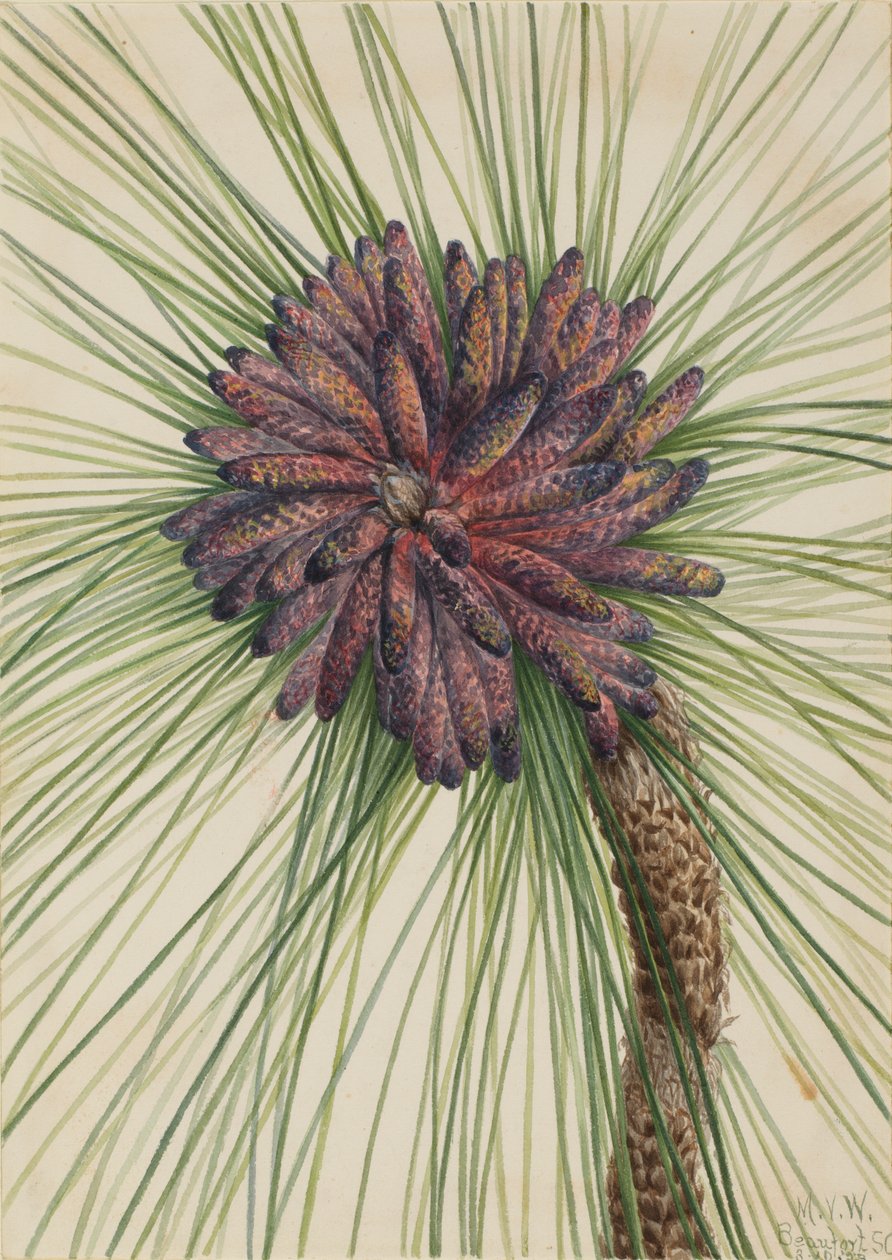 Longleaf Pine Pinus palustris, 1929. 作： メアリーヴォーウォルコット