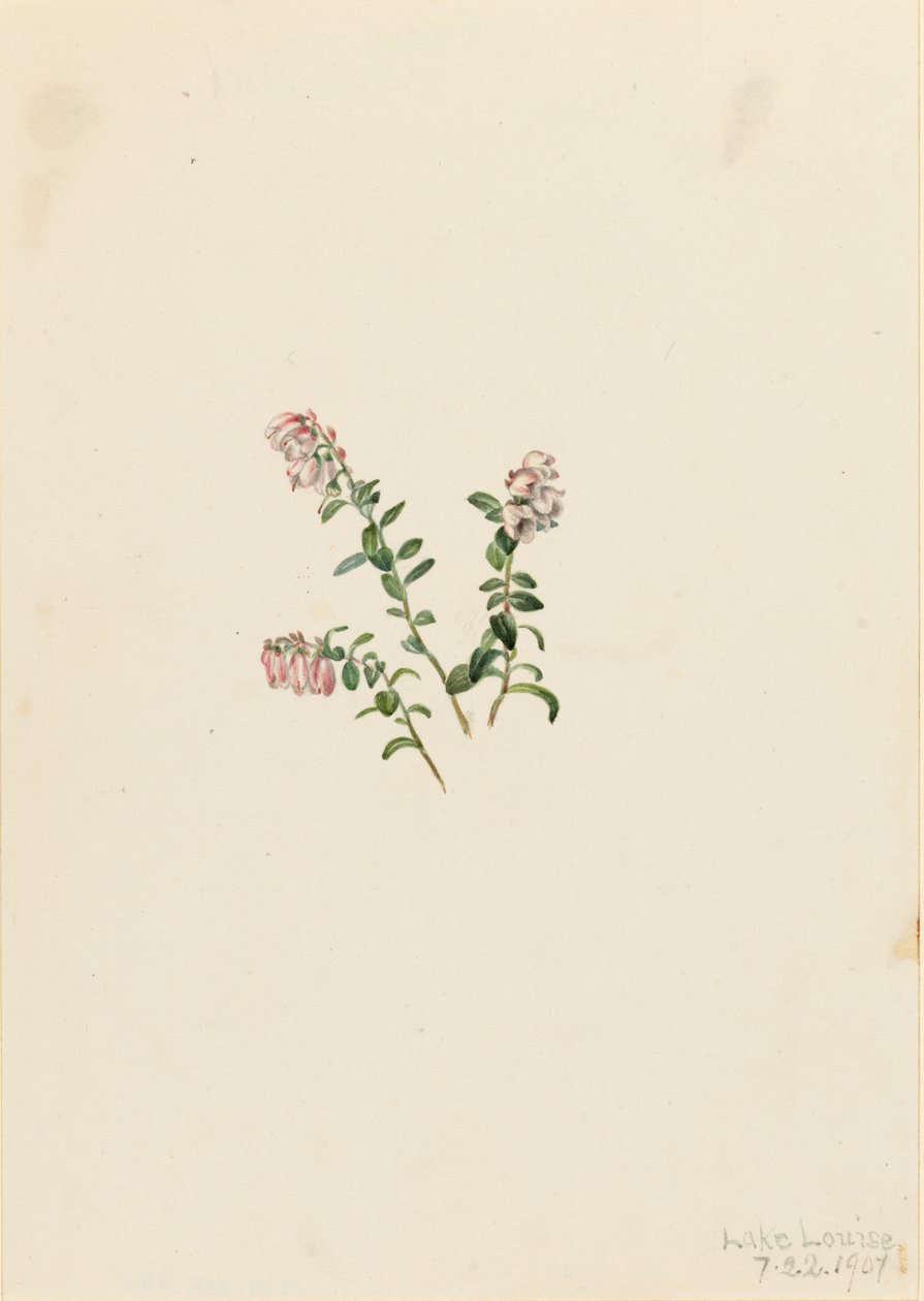 マウンテンクランベリー Vaccinium vitisidaea minus, 1907. 作： メアリーヴォーウォルコット