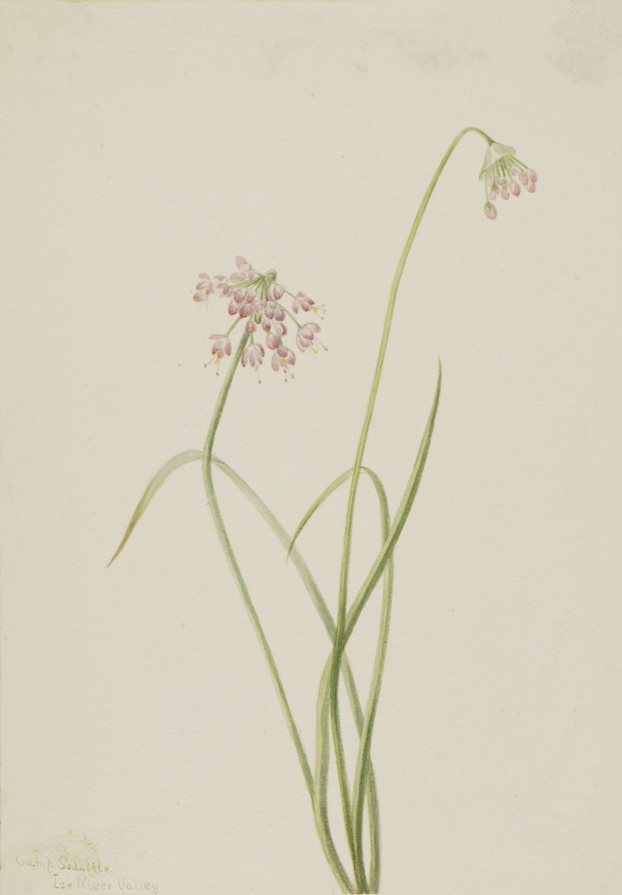 Nodding Onion Allium cernuum, 1901. 作： メアリーヴォーウォルコット