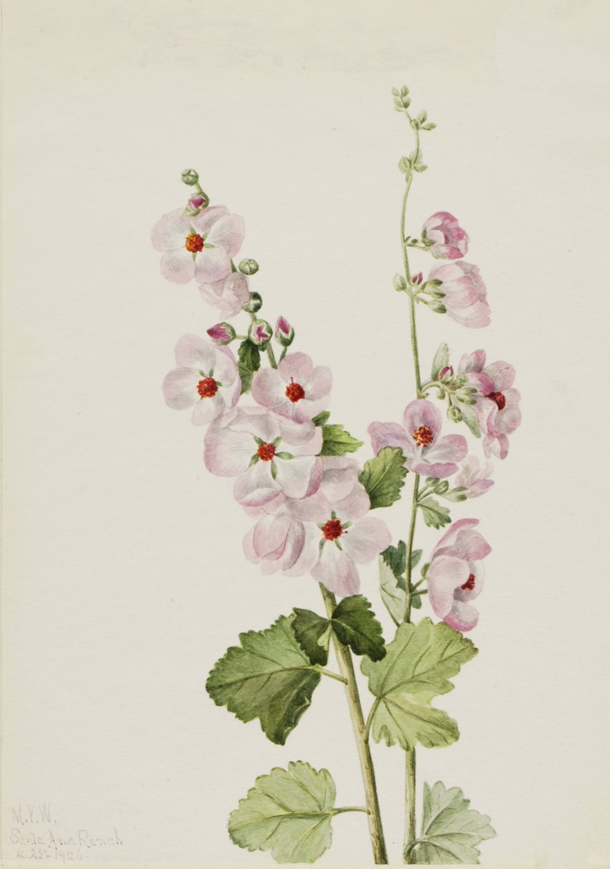 Orange-Eye Globemallow Sphaeralcea davidsonii, 1926. 作： メアリーヴォーウォルコット