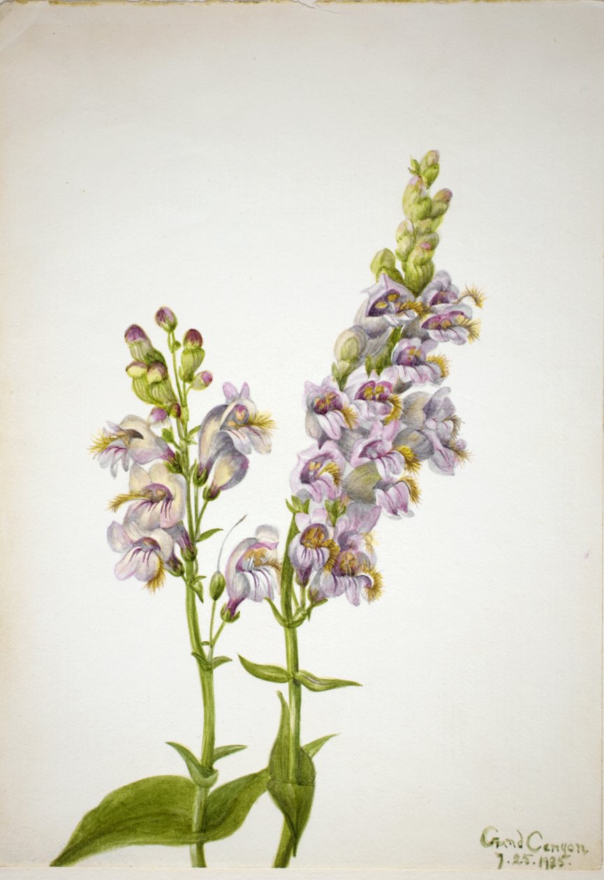 Pentstemon Pentstemon macranthus, 1935. 作： メアリーヴォーウォルコット