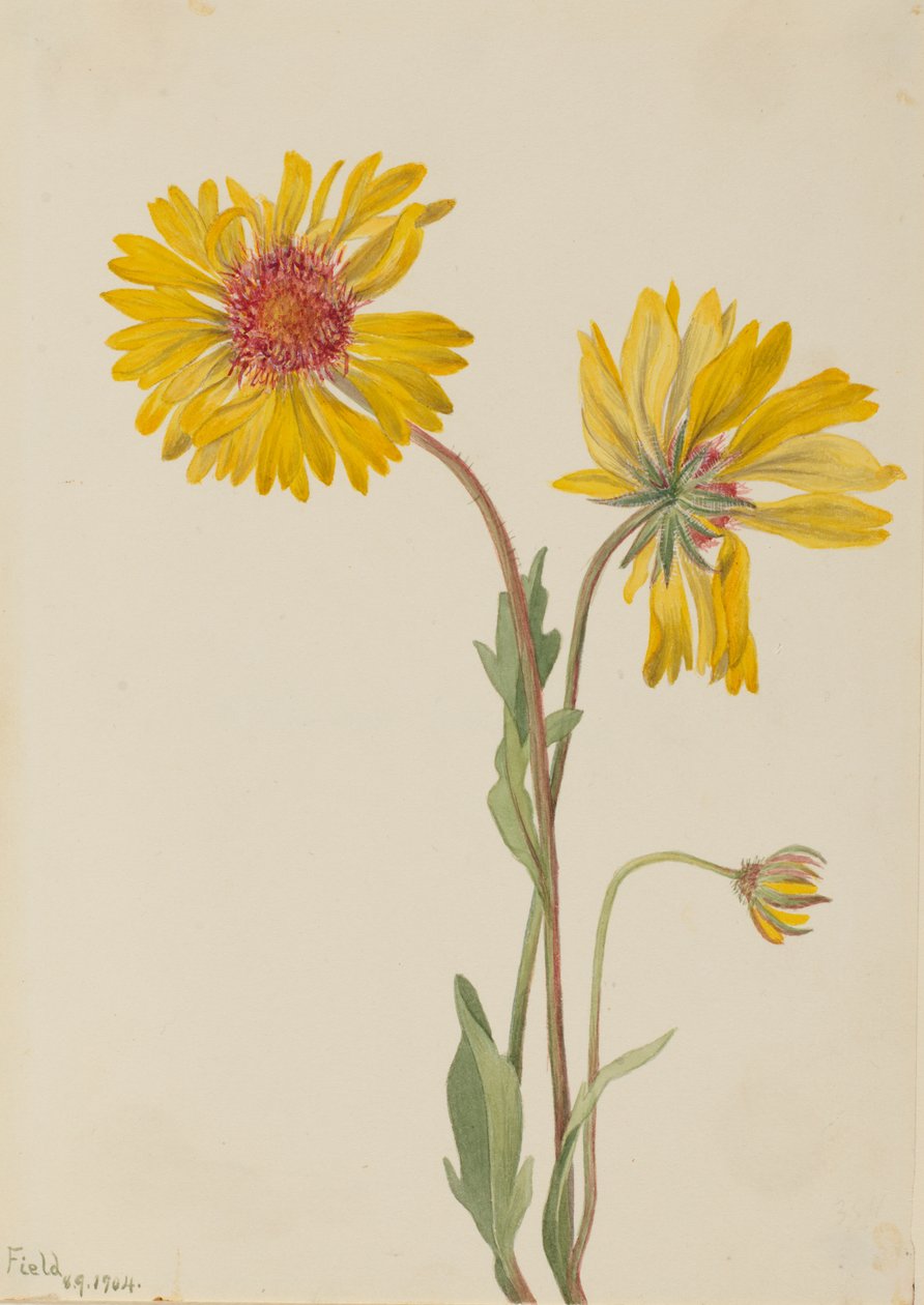 Perennial Gaillardia Gaillardia aristata, 1904. 作： メアリーヴォーウォルコット